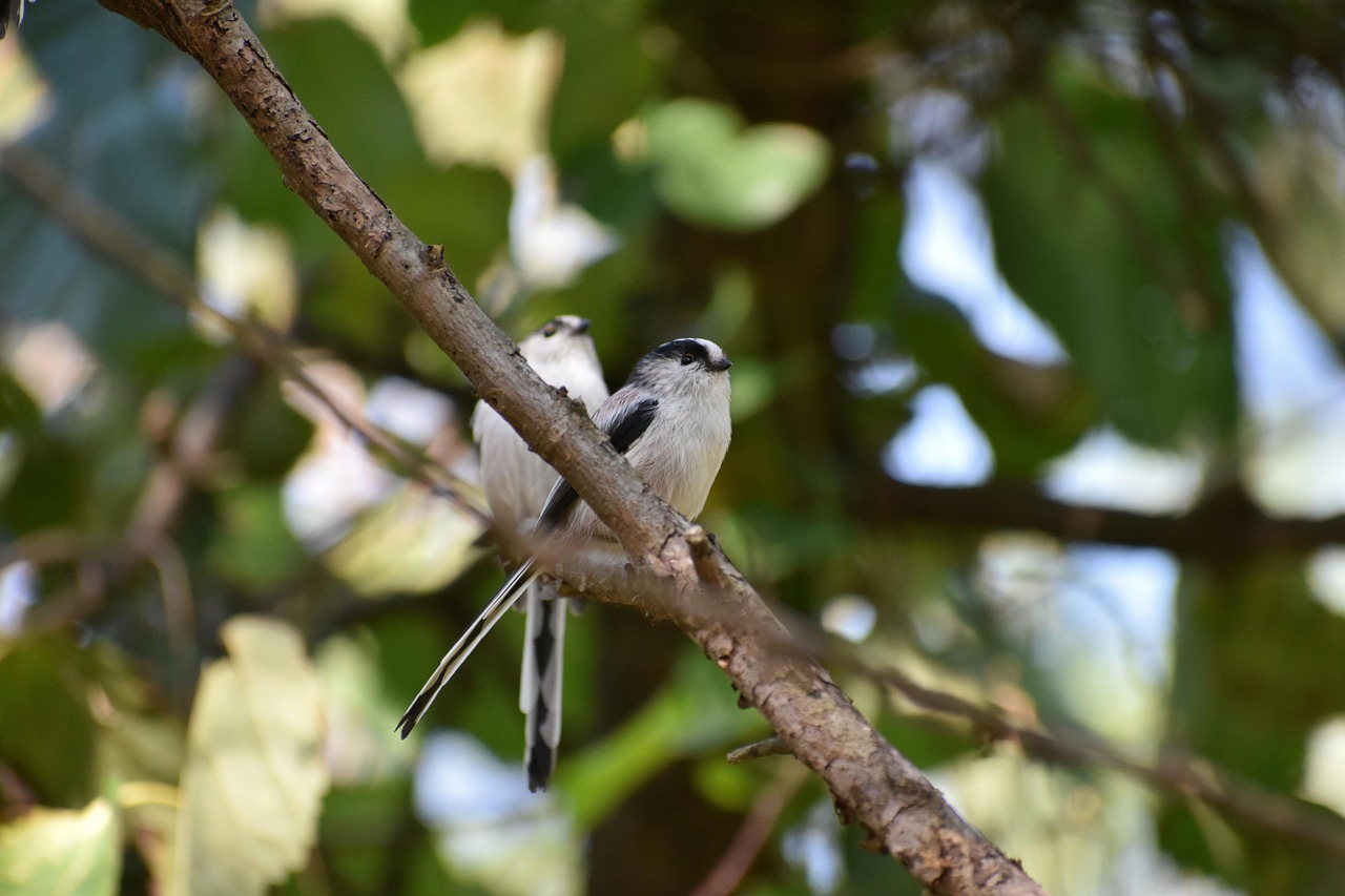 animal, nature, forest, wood, bird, wild bird, energy guide department of, energy guide, cute, wild animals, natural, landscape