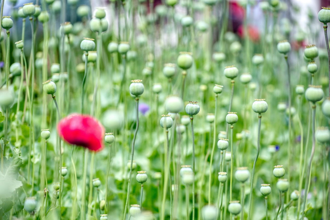 poppy capsules, poppies, faded, fruit stand, rest, left over, latest, latest, latest, latest, latest, latest