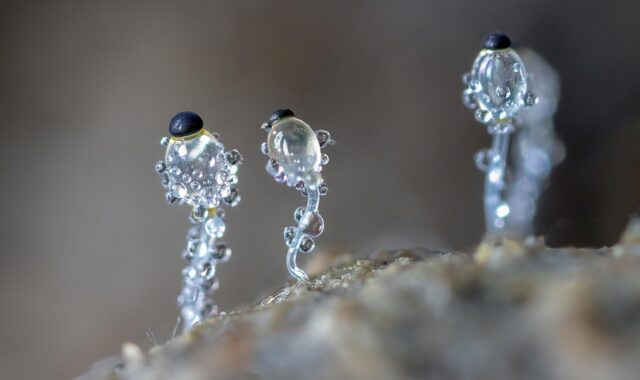 dung-cannon, fungi, micro-fungi, tiny, small, macro, nature, micro, mushrooms, miniature, see-through, transparent, spores, shoot, fungi, fungi, fungi, fungi, fungi, micro, micro