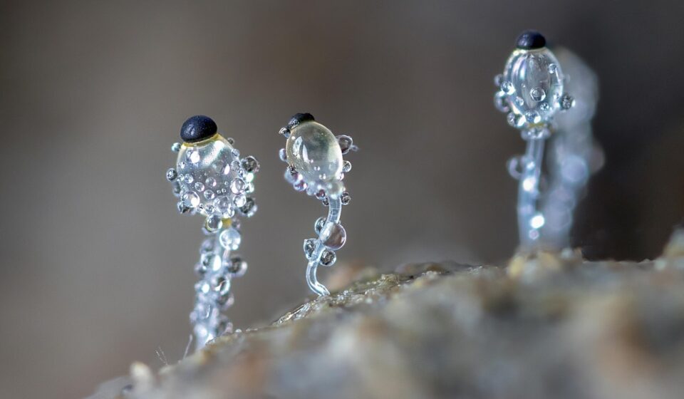 dung-cannon, fungi, micro-fungi, tiny, small, macro, nature, micro, mushrooms, miniature, see-through, transparent, spores, shoot, fungi, fungi, fungi, fungi, fungi, micro, micro