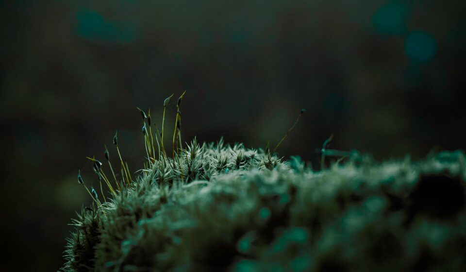 moss, vegetation, forest, branch, tree, wood, nature, environment, dark, closeup, moss, moss, moss, moss, moss, wood, environment, environment, dark
