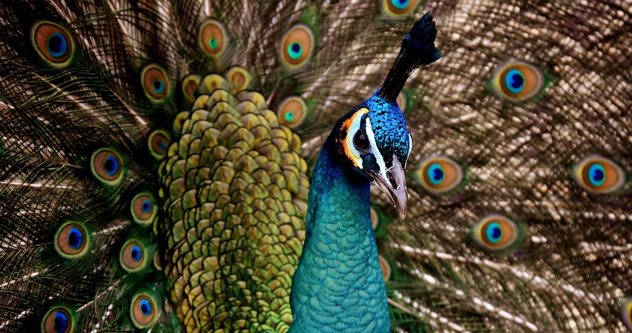 peacock, beautiful, multicoloured, bird, coloured, proudly, nature, peacock eye