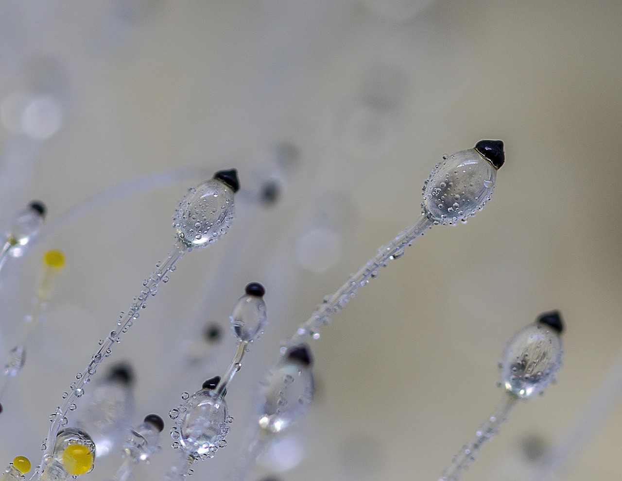 dung-cannon, fungi, micro-fungi, tiny, small, macro, nature, micro, mushrooms, miniature, see-through, transparent, spores, shoot, fungi, fungi, fungi, fungi, fungi
