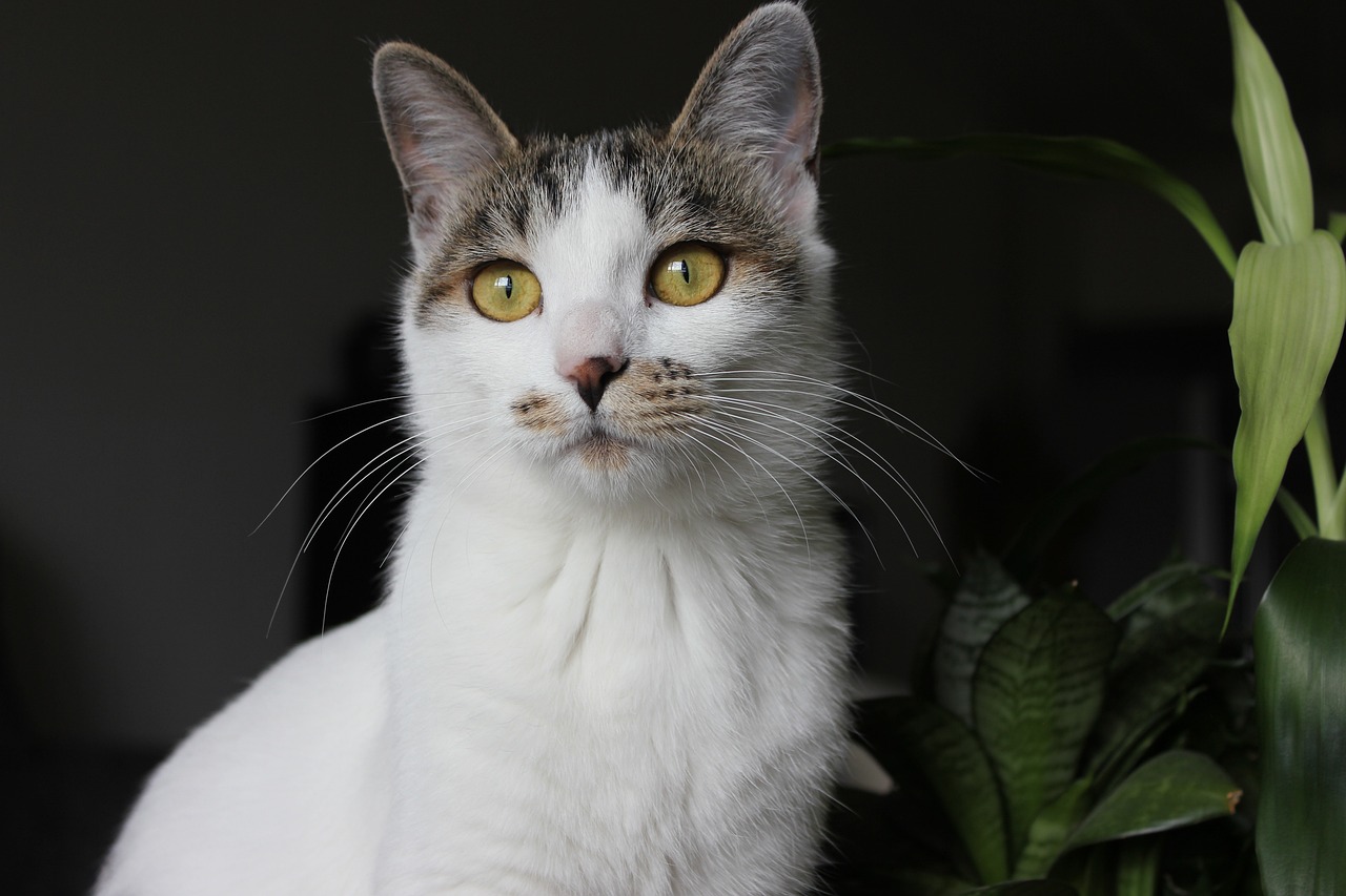 cat, animal, pet, cute, micro