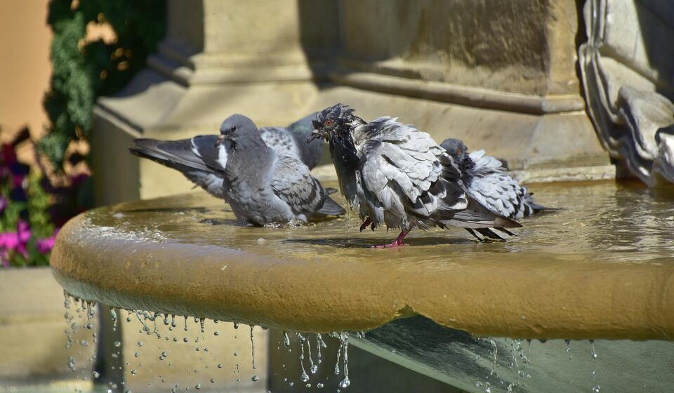 pigeons, water, nature, bird, source, plumage, sun, sources